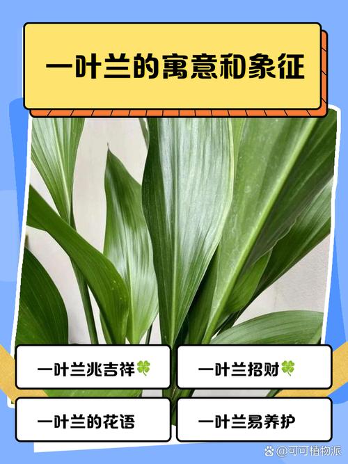 一叶兰能放客厅吗，一叶兰可以放室内养吗-第3张图片-优品飞百科