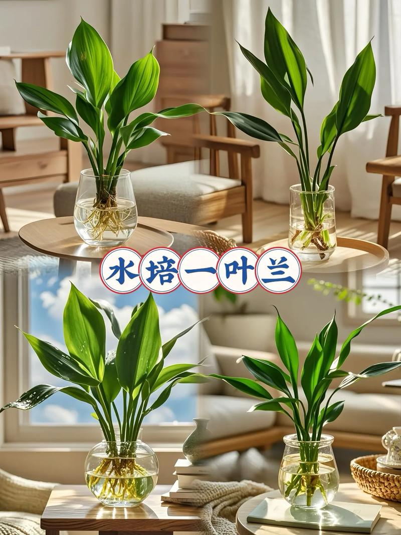 一叶兰能放客厅吗，一叶兰可以放室内养吗-第4张图片-优品飞百科