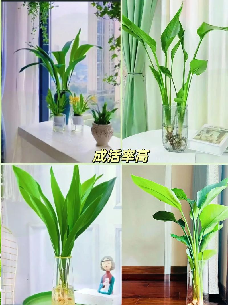 一叶兰能放客厅吗，一叶兰可以放室内养吗-第5张图片-优品飞百科
