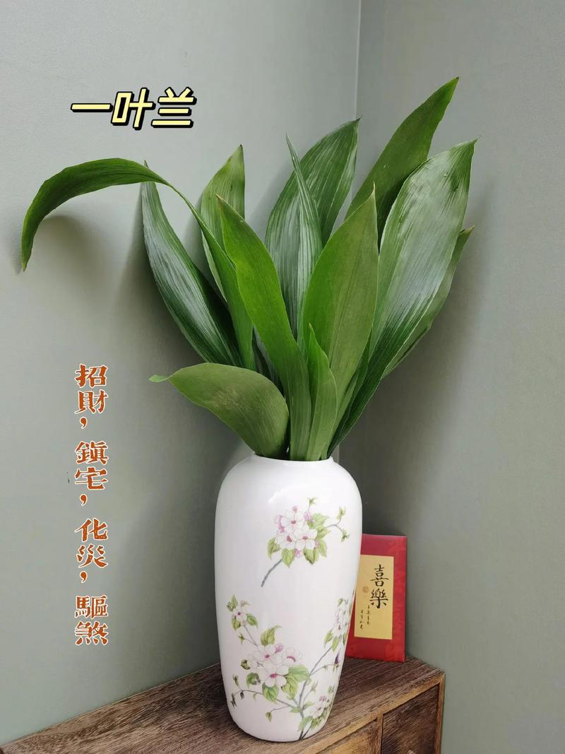 一叶兰能放客厅吗，一叶兰可以放室内养吗-第6张图片-优品飞百科