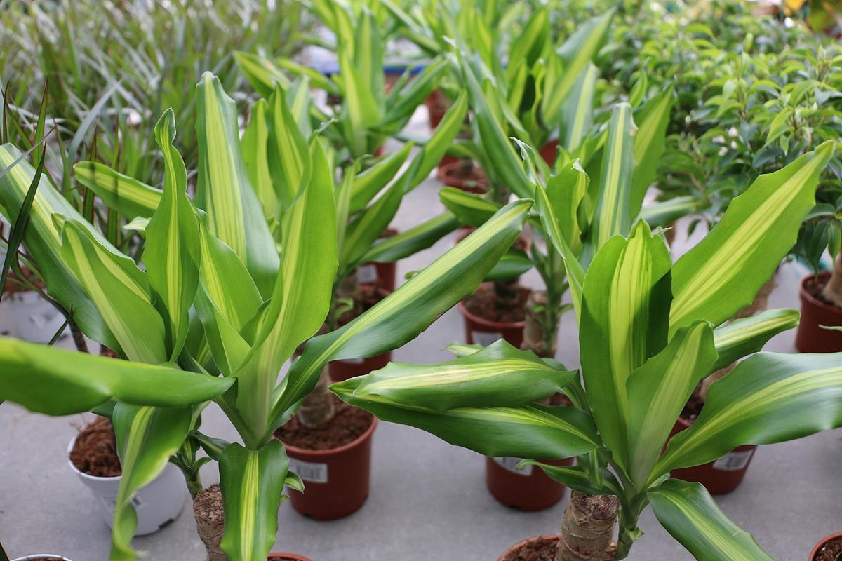 一叶兰能放客厅吗，一叶兰可以放室内养吗-第7张图片-优品飞百科