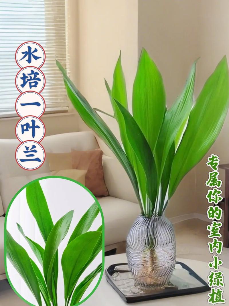 一叶兰能放客厅吗，一叶兰可以放室内养吗-第8张图片-优品飞百科