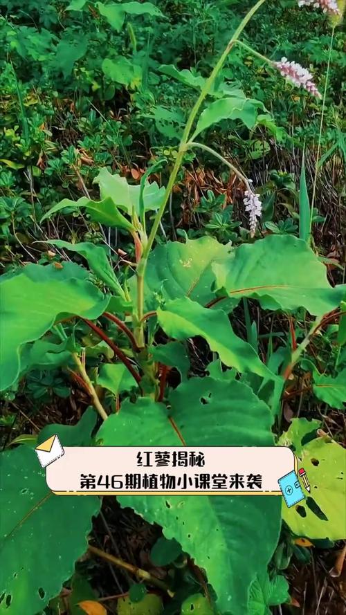红蓼的花语和传说，红蓼花的功效和作用？-第1张图片-优品飞百科