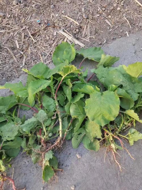 红蓼的花语和传说，红蓼花的功效和作用？-第2张图片-优品飞百科