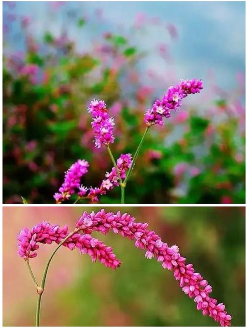 红蓼的花语和传说，红蓼花的功效和作用？-第3张图片-优品飞百科