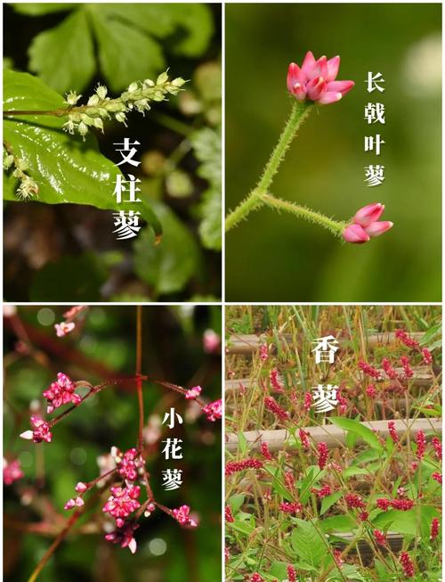 红蓼的花语和传说，红蓼花的功效和作用？-第4张图片-优品飞百科