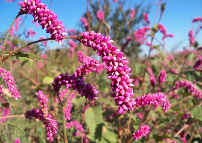 红蓼的花语和传说，红蓼花的功效和作用？-第5张图片-优品飞百科