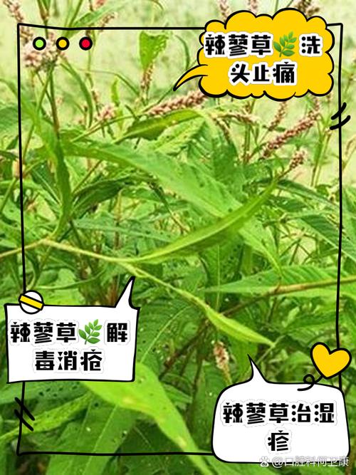 红蓼的花语和传说，红蓼花的功效和作用？-第6张图片-优品飞百科