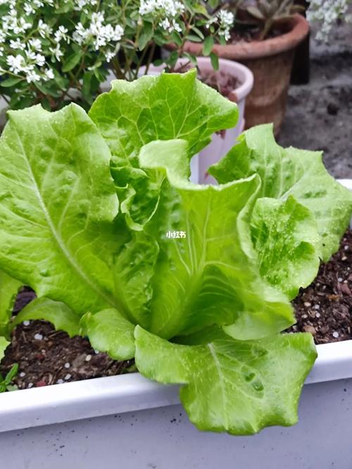 盆栽生菜怎么养，生菜浇水讲究，盆栽生菜怎么施肥？