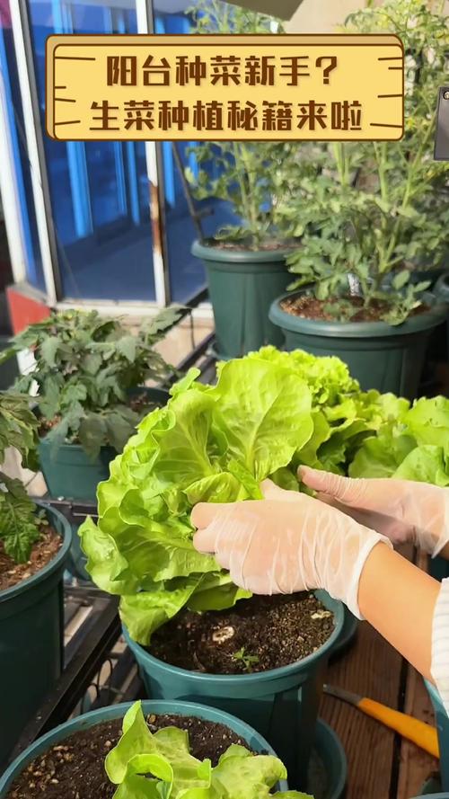 盆栽生菜怎么养，生菜浇水讲究，盆栽生菜怎么施肥？-第3张图片-优品飞百科