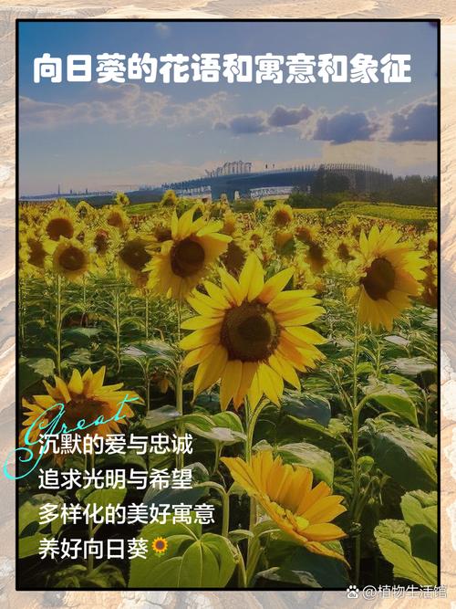 向日葵代表什么含义,向日葵一般送什么人,向日葵是送给什么人的-第3张图片-优品飞百科 向日葵代表什么含义,向日葵一般送什么人,向日葵是送给什么人的-第3张图片-优品飞百科