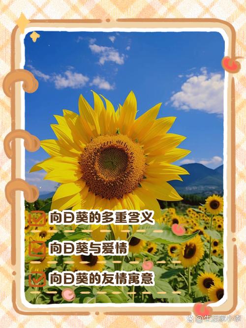 向日葵代表什么含义,向日葵一般送什么人,向日葵是送给什么人的-第5张图片-优品飞百科 向日葵代表什么含义,向日葵一般送什么人,向日葵是送给什么人的-第5张图片-优品飞百科