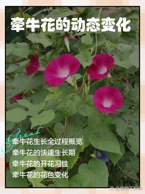 牵牛花的颜色是什么，什么时候开花？牵牛花什么颜色的图片？-第1张图片-优品飞百科