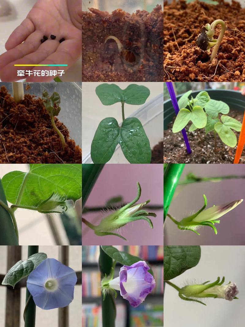 牵牛花的颜色是什么，什么时候开花？牵牛花什么颜色的图片？-第3张图片-优品飞百科