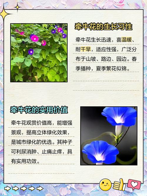 牵牛花的颜色是什么，什么时候开花？牵牛花什么颜色的图片？-第4张图片-优品飞百科