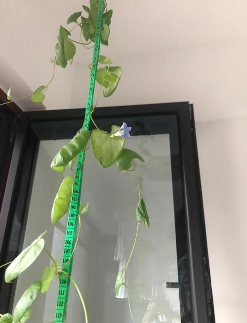 牵牛花的颜色是什么，什么时候开花？牵牛花什么颜色的图片？-第5张图片-优品飞百科