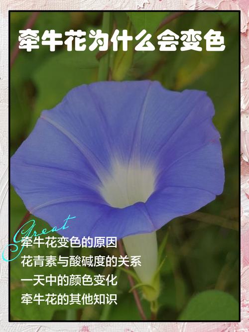 牵牛花的颜色是什么，什么时候开花？牵牛花什么颜色的图片？-第6张图片-优品飞百科