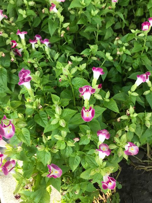 牵牛花的颜色是什么，什么时候开花？牵牛花什么颜色的图片？-第7张图片-优品飞百科