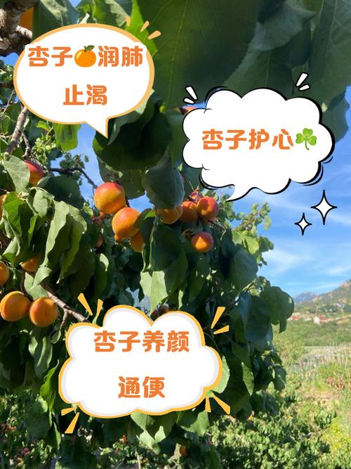 杏树的功效和作用,杏树秒懂百科-第1张图片-优品飞百科 杏树的功效和作用,杏树秒懂百科-第1张图片-优品飞百科