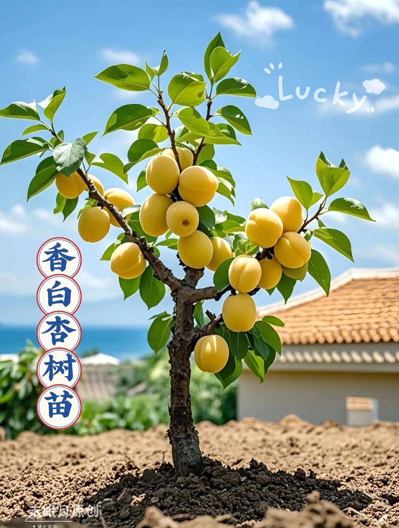 杏树的功效和作用,杏树秒懂百科-第2张图片-优品飞百科 杏树的功效和作用,杏树秒懂百科-第2张图片-优品飞百科