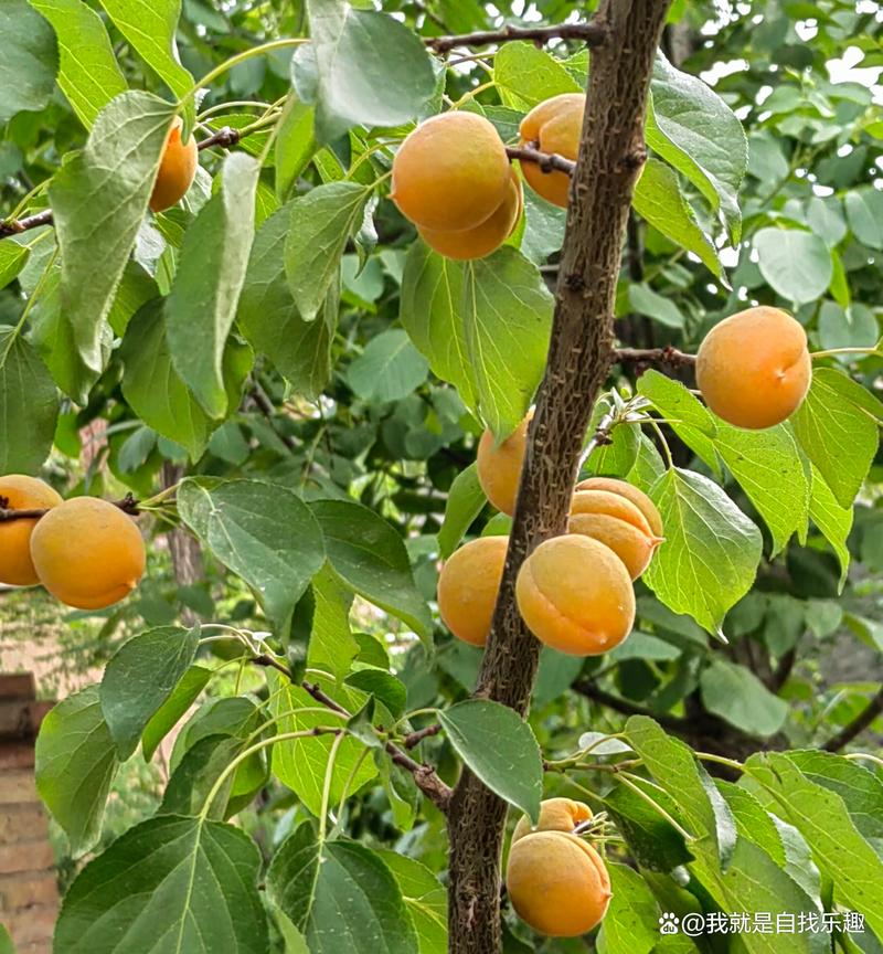 杏树的功效和作用,杏树秒懂百科-第3张图片-优品飞百科 杏树的功效和作用,杏树秒懂百科-第3张图片-优品飞百科