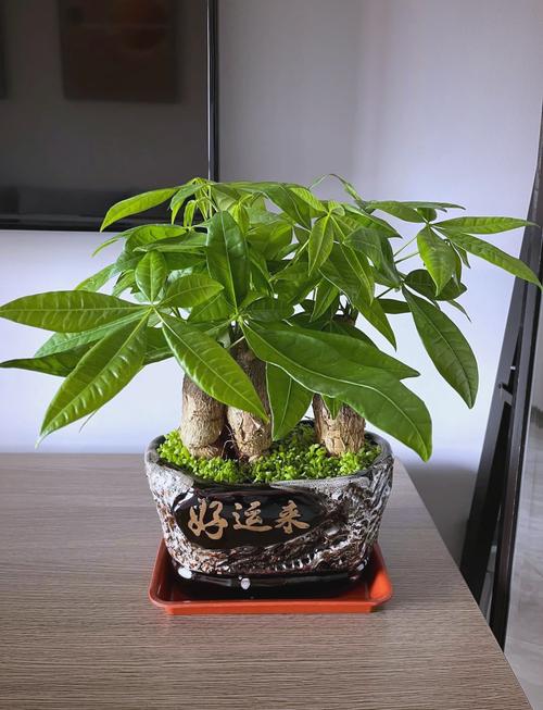 关于家里养盆“发财花”，转运保平安，越养越有钱！的信息-第2张图片-优品飞百科