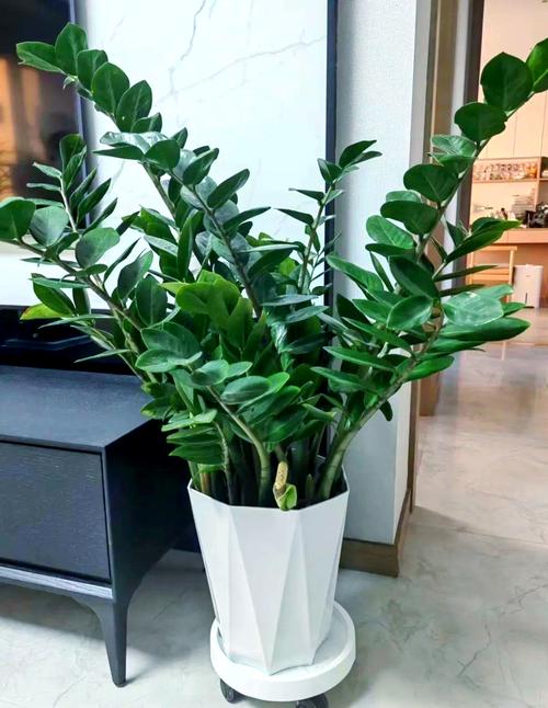 关于家里养盆“发财花”，转运保平安，越养越有钱！的信息-第3张图片-优品飞百科