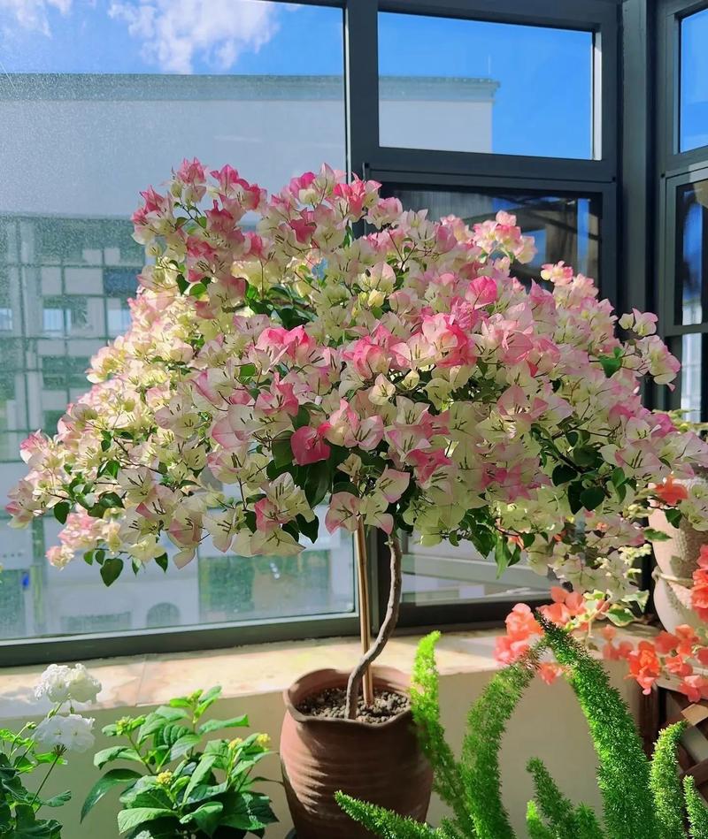 关于家里养盆“发财花”，转运保平安，越养越有钱！的信息-第4张图片-优品飞百科