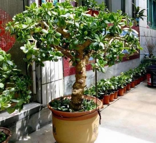 关于家里养盆“发财花”，转运保平安，越养越有钱！的信息-第5张图片-优品飞百科
