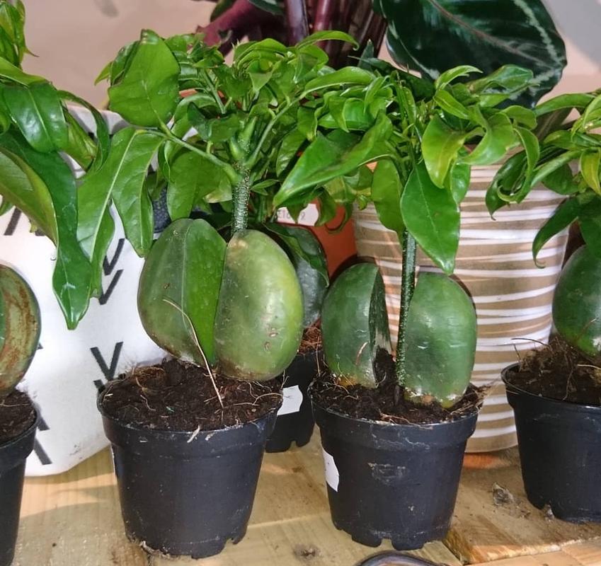 关于家里养盆“发财花”，转运保平安，越养越有钱！的信息-第7张图片-优品飞百科