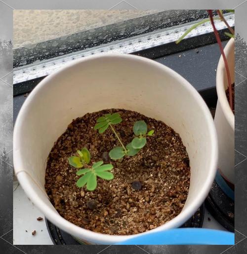 含羞草一天的变化过程，早上到晚上的变化？含羞草从早晨到晚上的变化？-第1张图片-优品飞百科