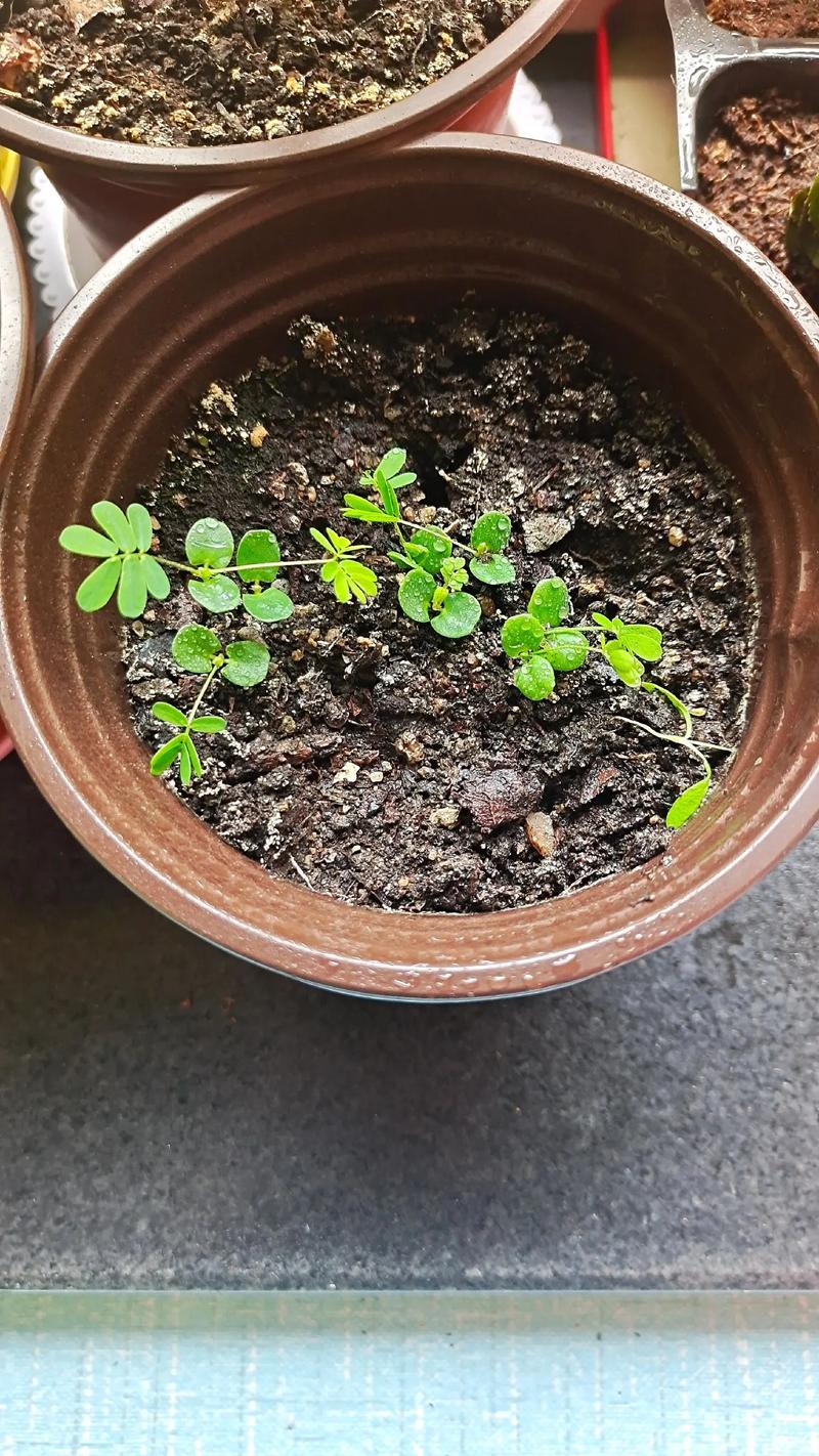 含羞草一天的变化过程，早上到晚上的变化？含羞草从早晨到晚上的变化？-第2张图片-优品飞百科