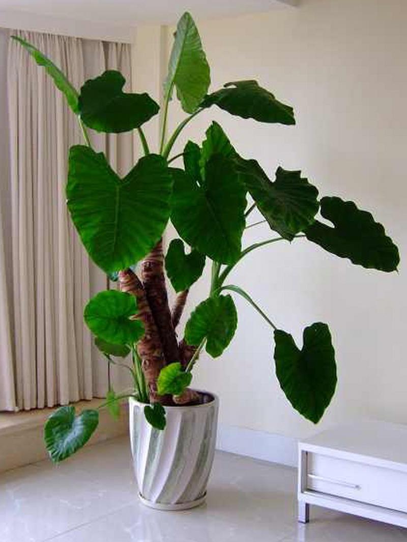 滴水观音怎么繁殖，常用的繁殖方法有哪些？滴水观音怎么养得粗壮？