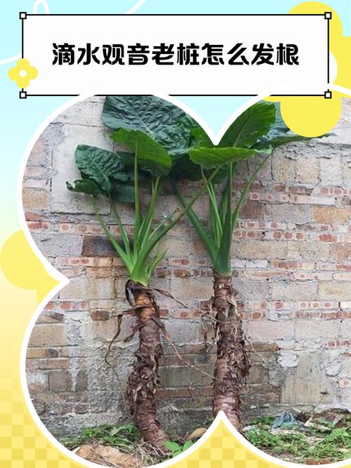 滴水观音怎么繁殖,常用的繁殖方法有哪些?滴水观音怎么养得粗壮?-第4张图片-优品飞百科 滴水观音怎么繁殖,常用的繁殖方法有哪些?滴水观音怎么养得粗壮?-第4张图片-优品飞百科