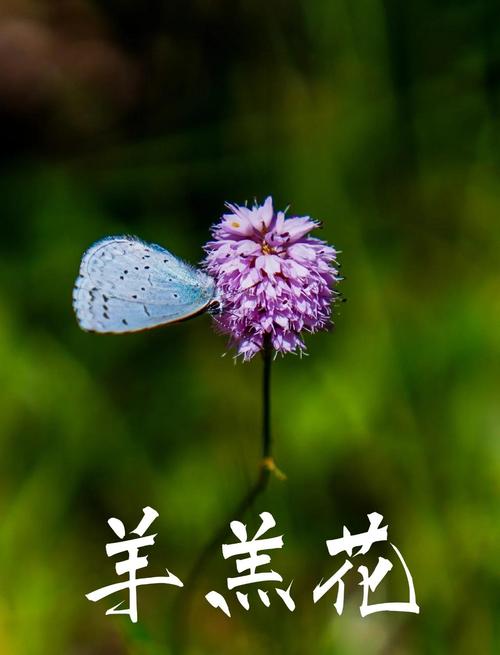 珠芽蓼的功效与作用，珠芽蓼的功效与作用是什么-第1张图片-优品飞百科