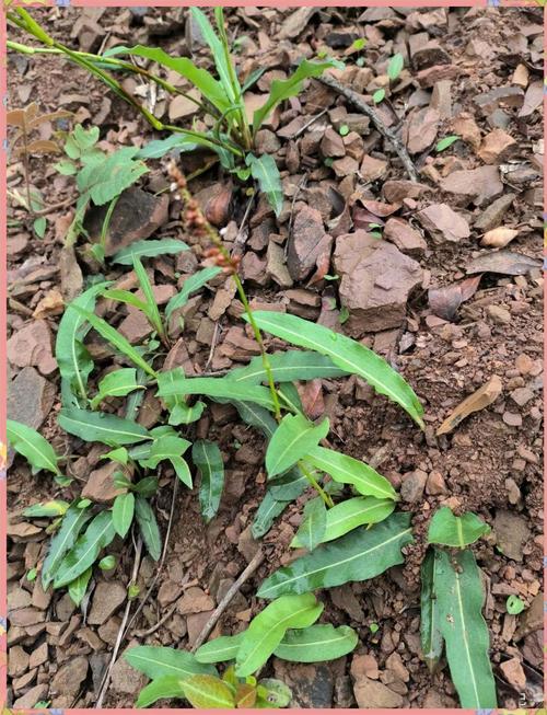 珠芽蓼的功效与作用，珠芽蓼的功效与作用是什么-第2张图片-优品飞百科