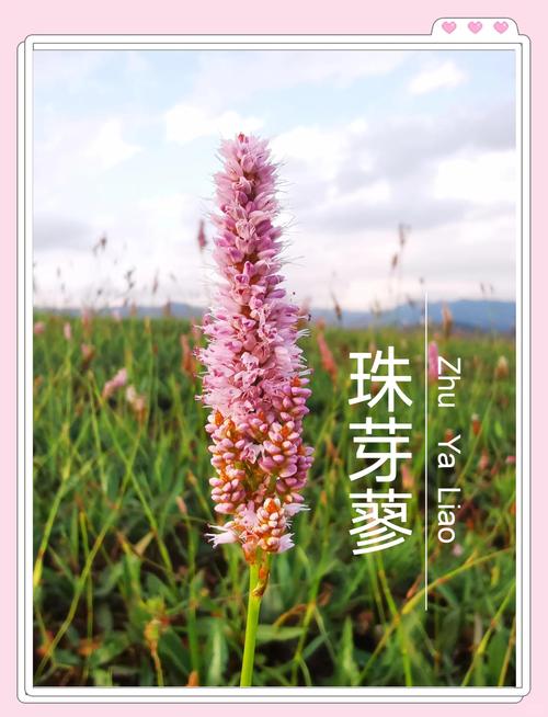 珠芽蓼的功效与作用，珠芽蓼的功效与作用是什么-第4张图片-优品飞百科