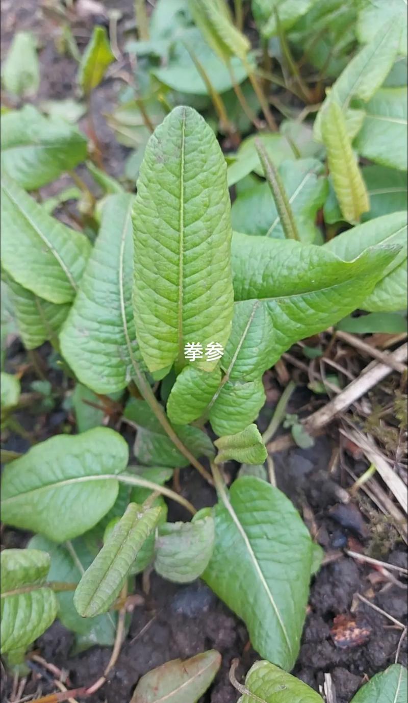 珠芽蓼的功效与作用，珠芽蓼的功效与作用是什么-第7张图片-优品飞百科