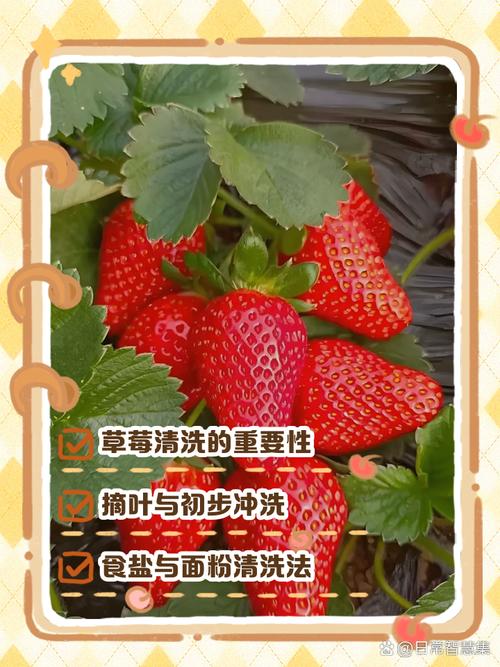 草莓怎么洗，草莓怎么洗 清洗草莓的正确方法？-第3张图片-优品飞百科