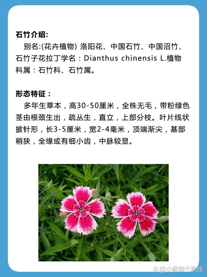 石竹的功效与作用？石竹的功效与作用及禁忌？-第1张图片-优品飞百科