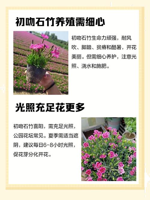 石竹的功效与作用？石竹的功效与作用及禁忌？-第2张图片-优品飞百科