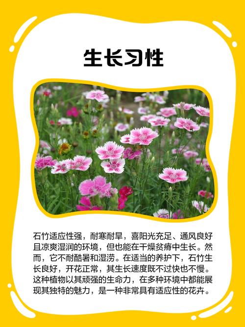 石竹的功效与作用？石竹的功效与作用及禁忌？-第3张图片-优品飞百科