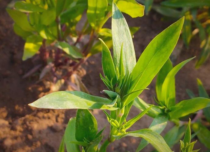 石竹的功效与作用？石竹的功效与作用及禁忌？-第4张图片-优品飞百科