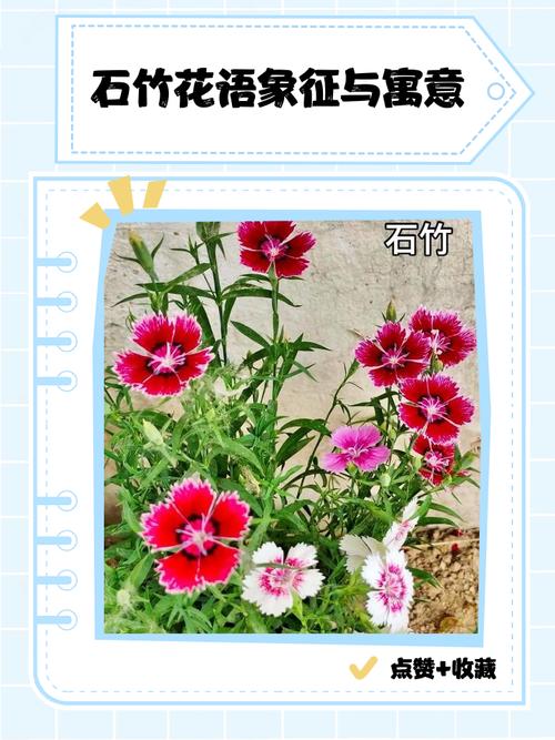 石竹的功效与作用？石竹的功效与作用及禁忌？-第5张图片-优品飞百科