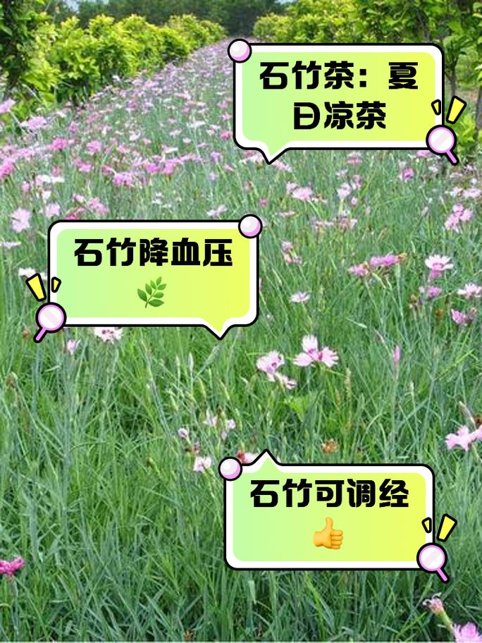 石竹的功效与作用？石竹的功效与作用及禁忌？-第7张图片-优品飞百科