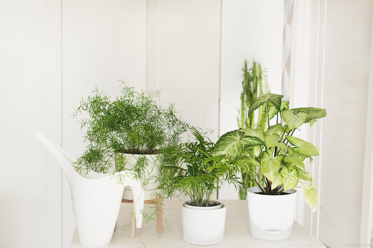 客厅隔断柜上放什么植物好，客厅隔断柜摆设花，一般客厅隔断放什么植物-第1张图片-优品飞百科