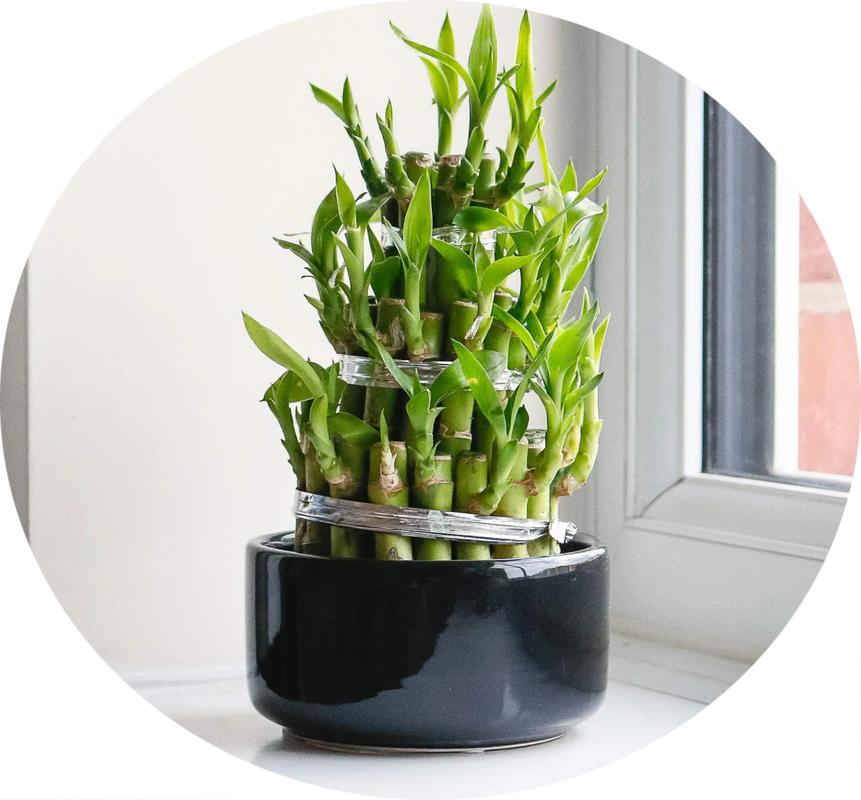 客厅隔断柜上放什么植物好，客厅隔断柜摆设花，一般客厅隔断放什么植物-第2张图片-优品飞百科