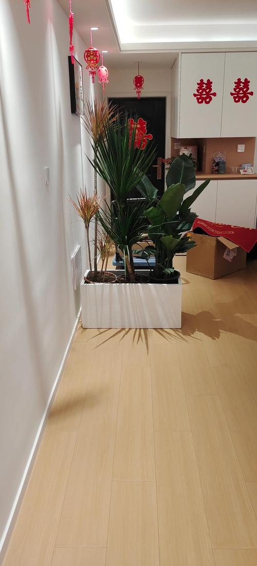 客厅隔断柜上放什么植物好，客厅隔断柜摆设花，一般客厅隔断放什么植物-第4张图片-优品飞百科