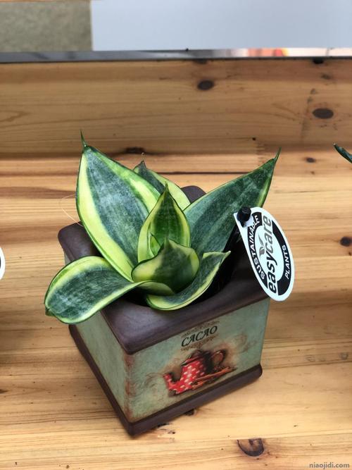 客厅隔断柜上放什么植物好，客厅隔断柜摆设花，一般客厅隔断放什么植物-第5张图片-优品飞百科