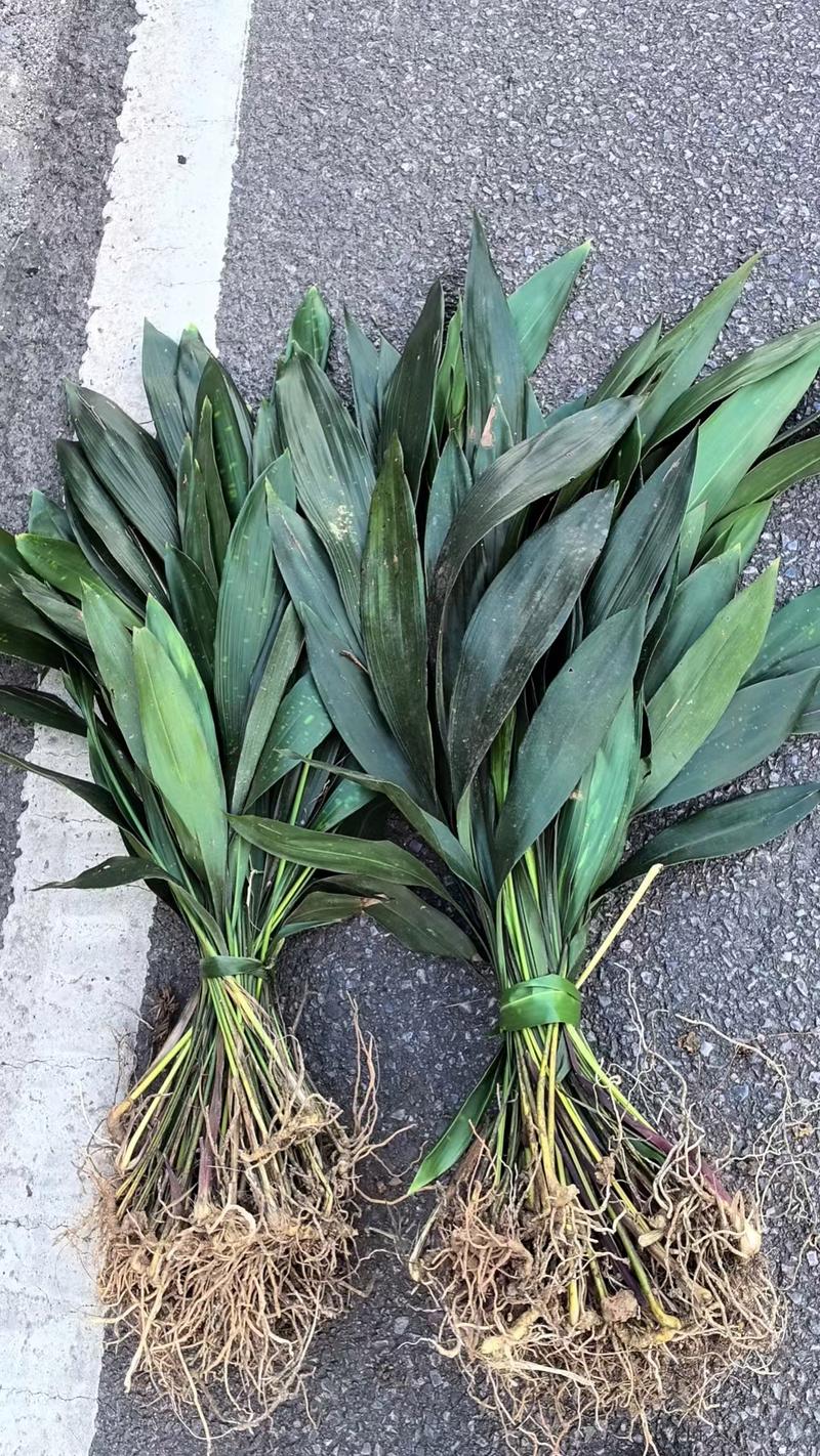 一叶兰放在家里哪养好，一叶兰放在家里哪个位置？-第1张图片-优品飞百科